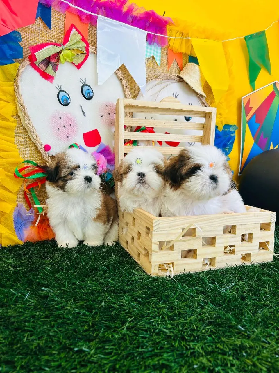 FILHOTES DA RAÇA SHIH TZU