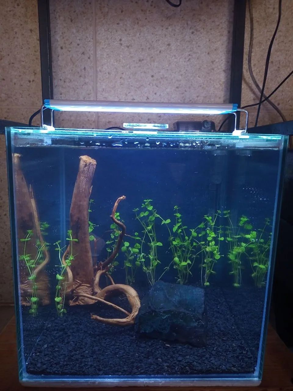 Aquário Plantado Completo