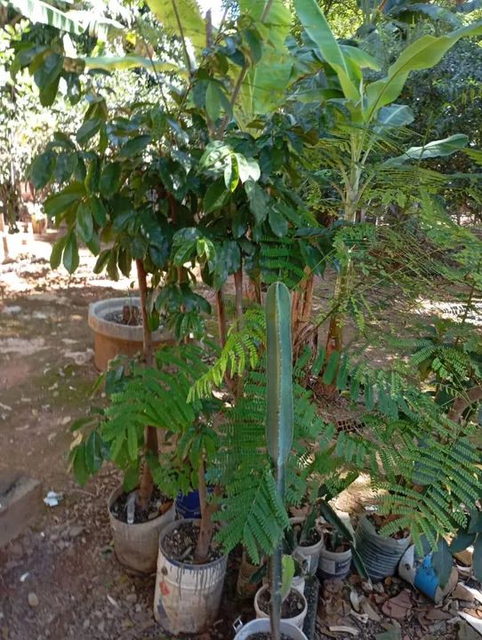 Frutíferas  - Foto 4