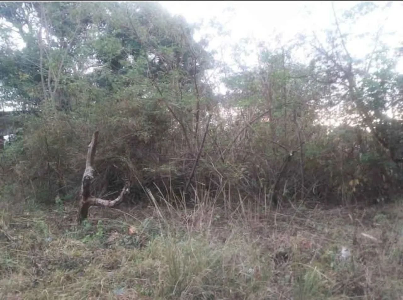 Terreno no Km 37 - Foto 5