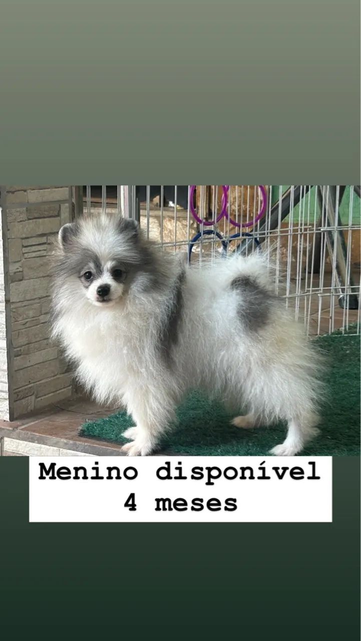 Lulu Pomerania  - Foto 3