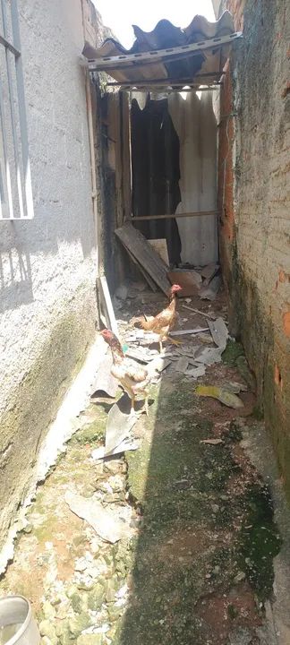 Galinha Mura - Foto 2