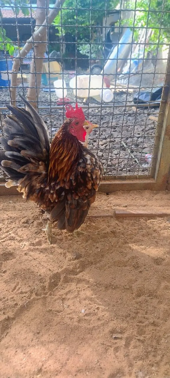 Galo Serama e tenho frangas tbm