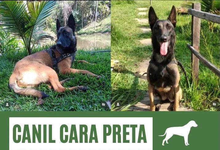 Filhotes de pastor belga malinois