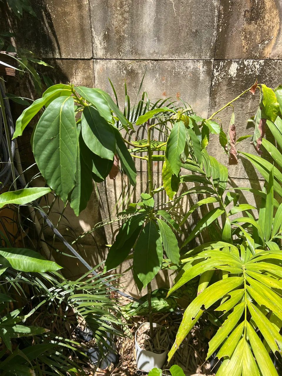 Mudas de abacate mateiga - Foto 2