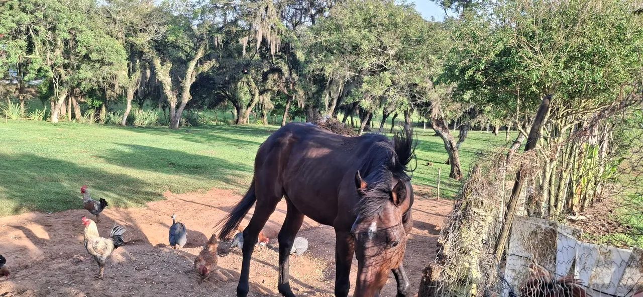 Cavalo bagua ingles com quarto de milha - Foto 3