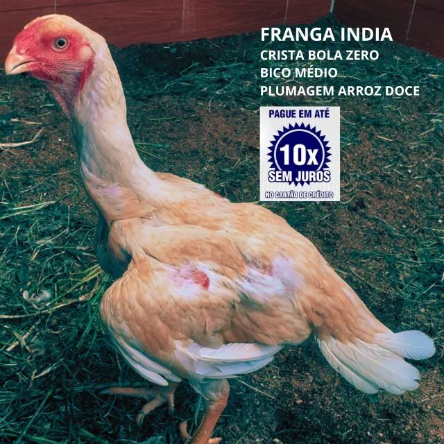Franga Índia || Crista Bola Zero - Foto 4