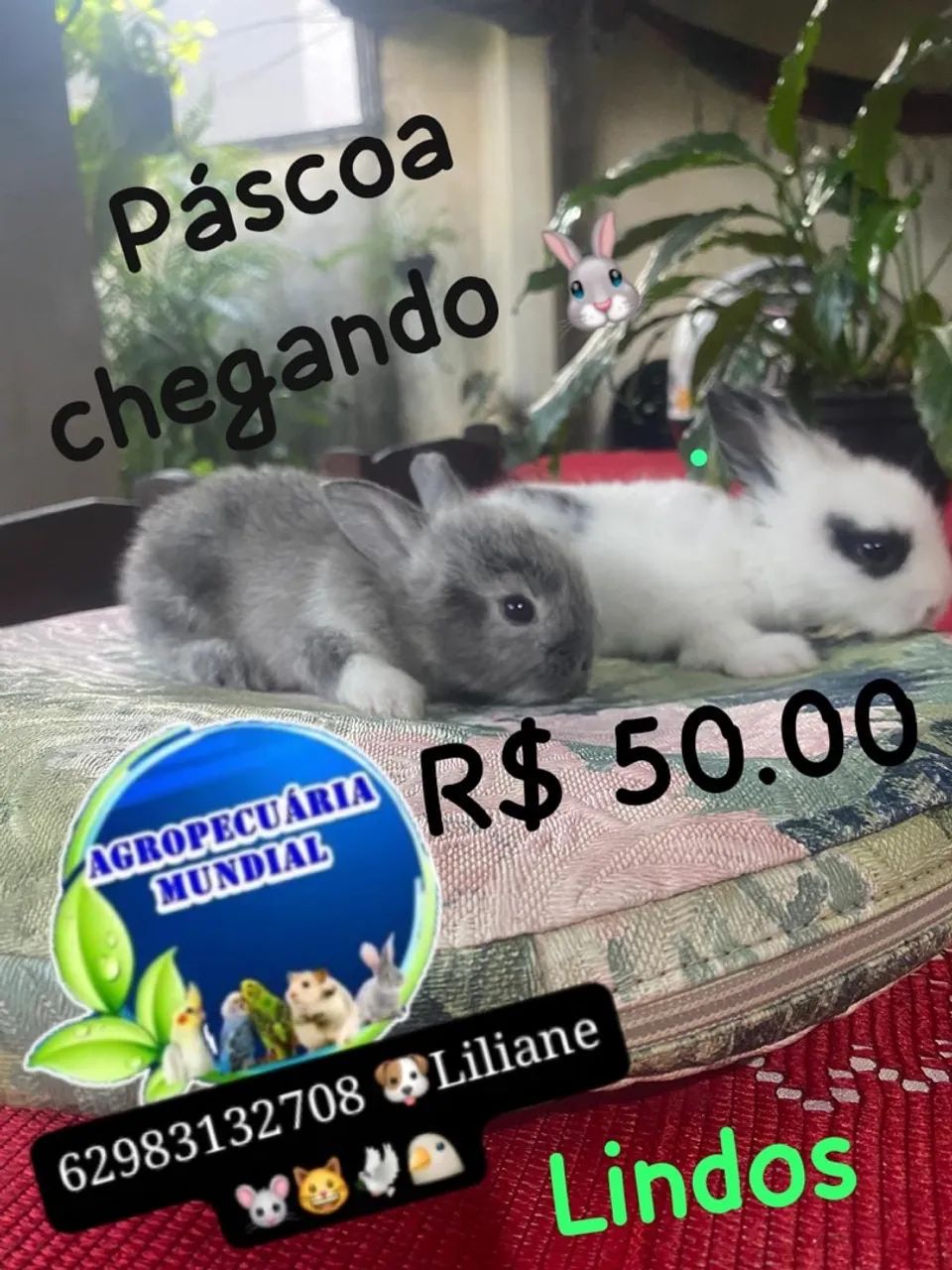 Coelhos e porquinho da índia  - Foto 4