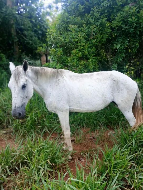 Vendo tropa - Foto 2