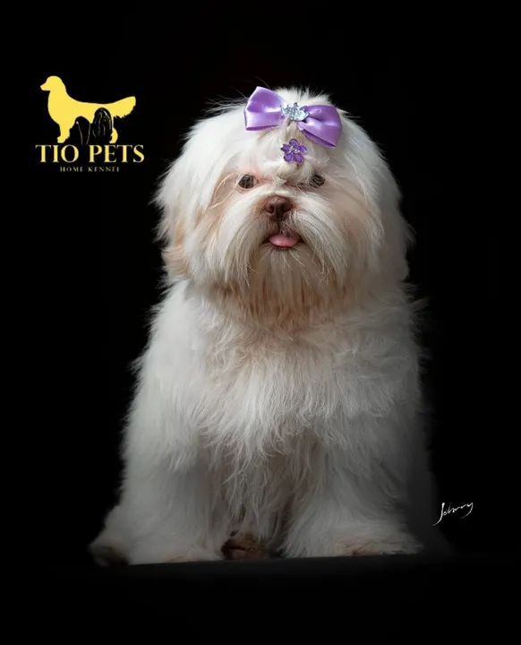 Shih Tzu Fêmea e Macho filhote - Foto 3