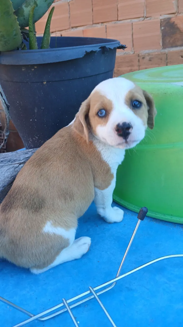Duas cachorrinhas fêmeas para adoção, sem raça definida.