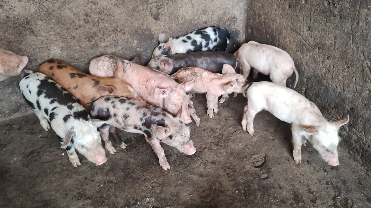 Filhotes de porco para venda