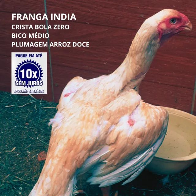Franga Índia || Crista Bola Zero - Foto 2