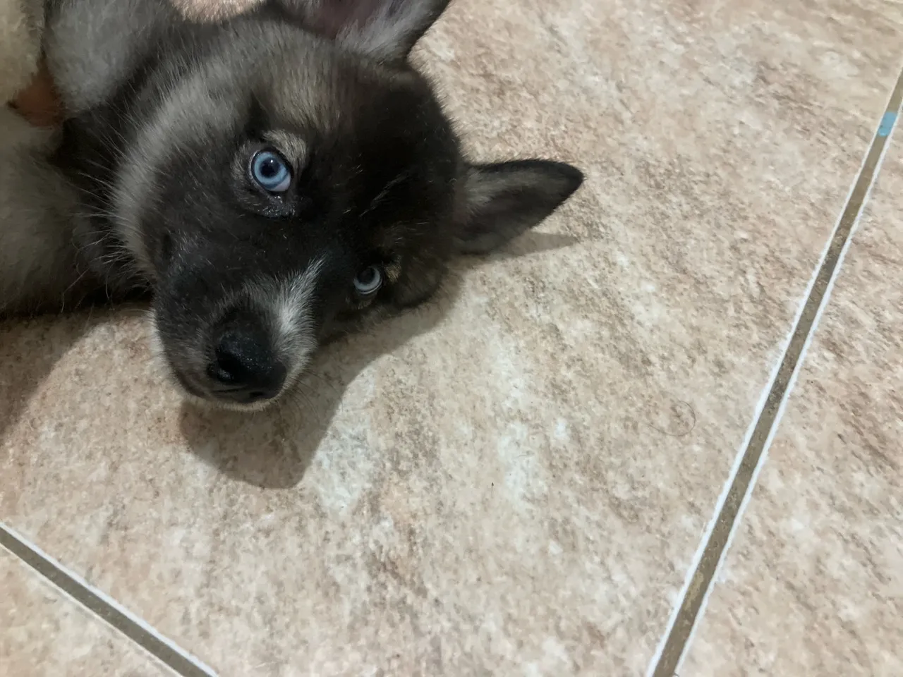 Lindo filhote de husky siberiano com olhos azul e pelagem escura