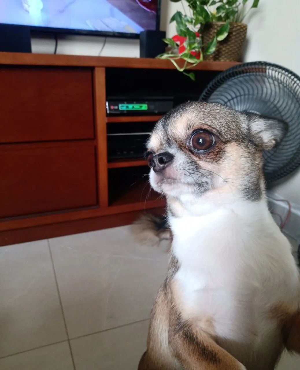 Filhote de chiuhuahua "MACHO"