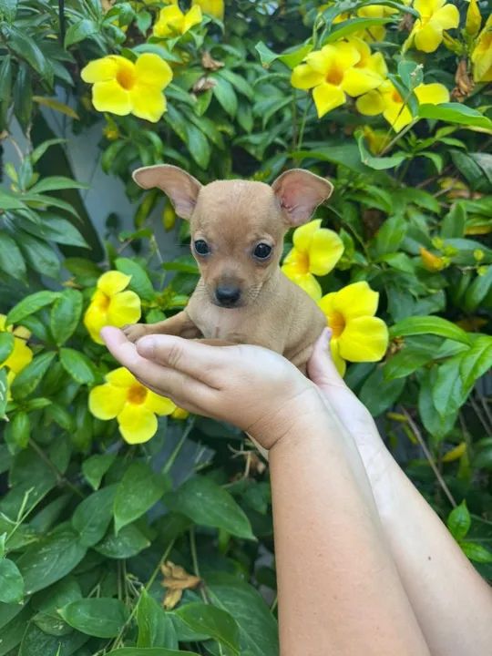 Filhote de Pinscher  - Foto 2