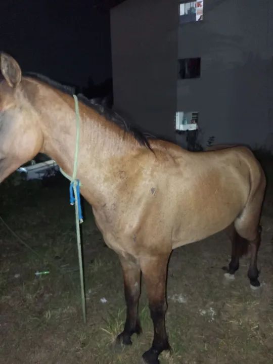 Cavalo com no máximo 3 anos