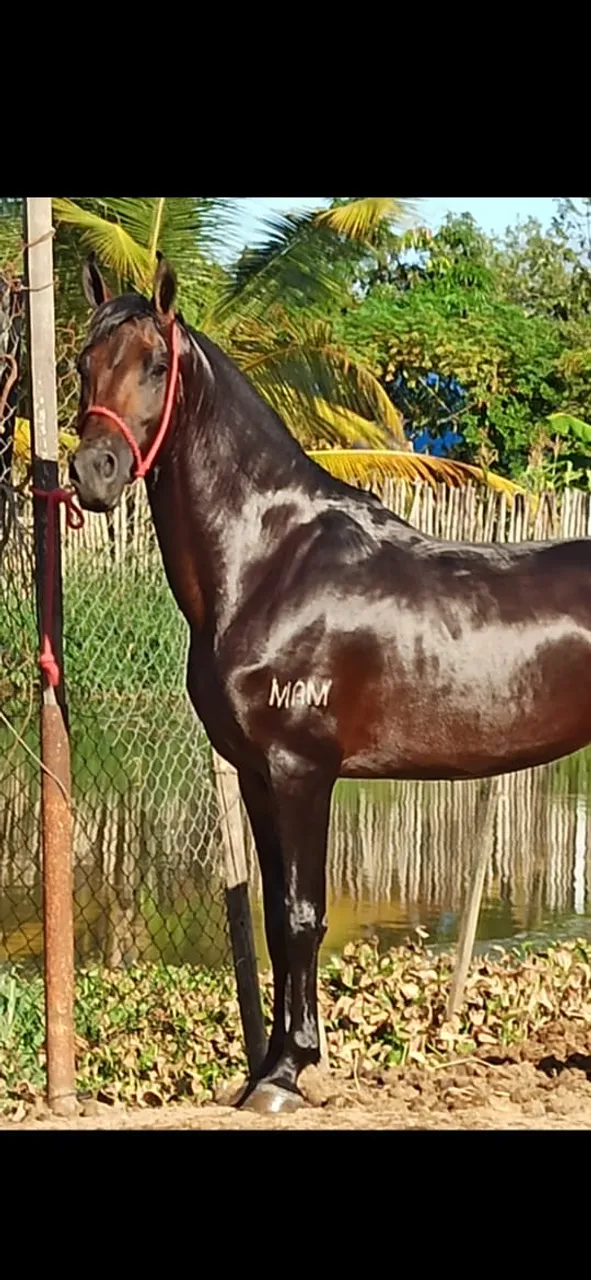 Cavalo mangalarga marchador com registro 