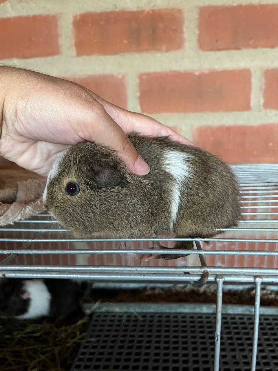 Meninos porquinho da índia 