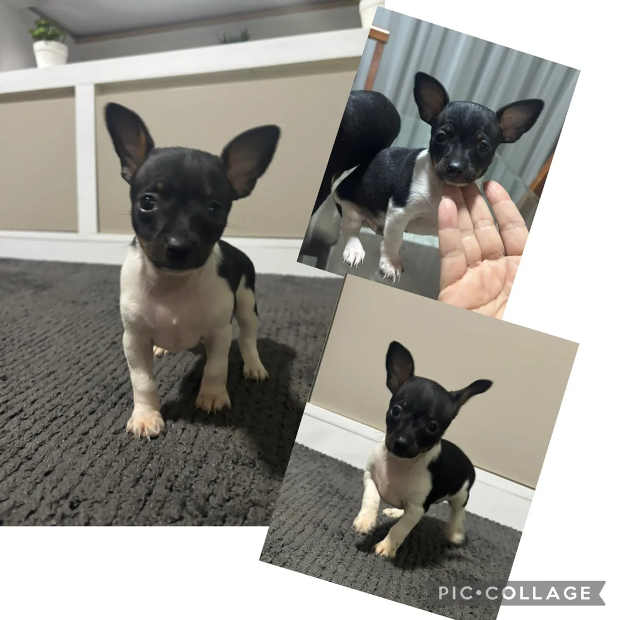Filhotes de Pinscher disponíveis!