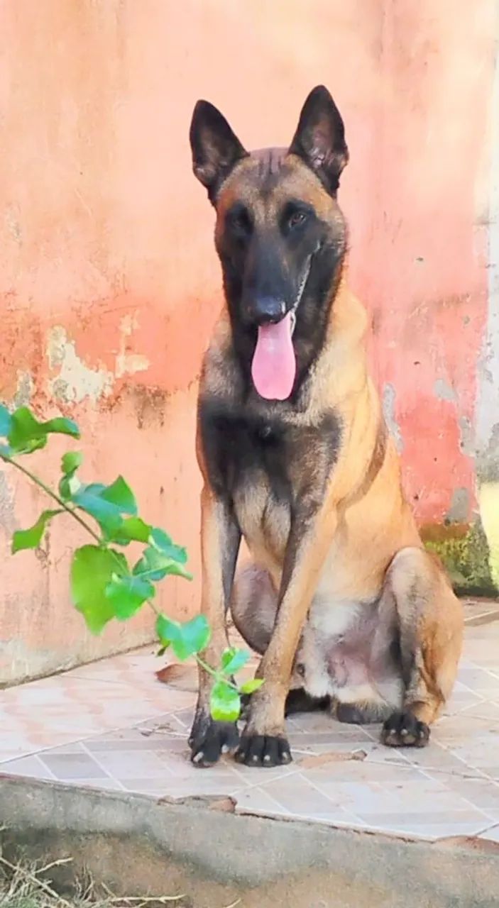Cão Belga de Malinois para CRUZAR