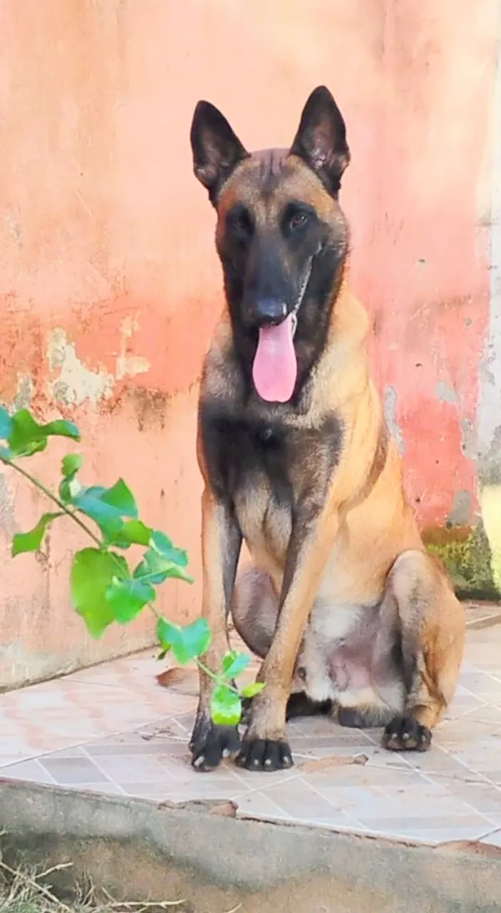 Cão Belga de Malinois para CRUZAR