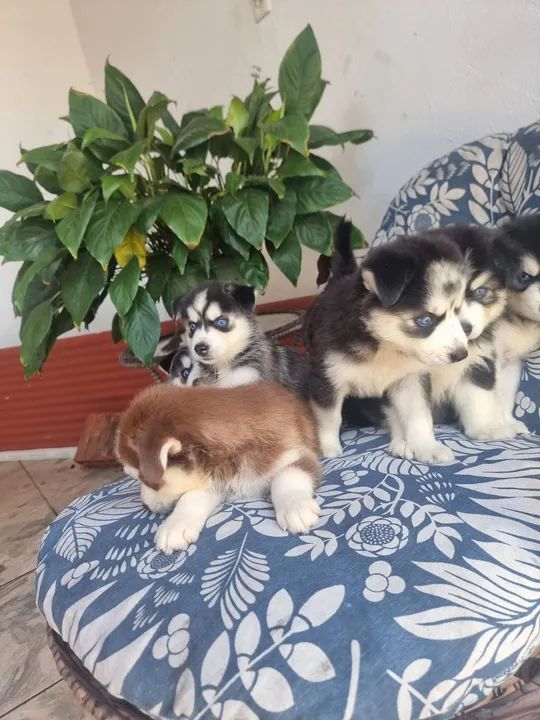 Filhotes de Husky Siberiano - Foto 4