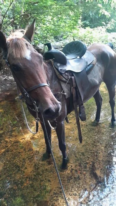 Cavalo para Passeio e trabalho - Manso e Treinado
