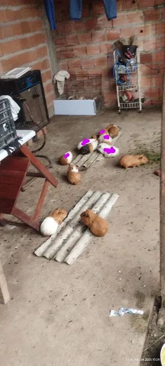 Porquinhos da india a venda.