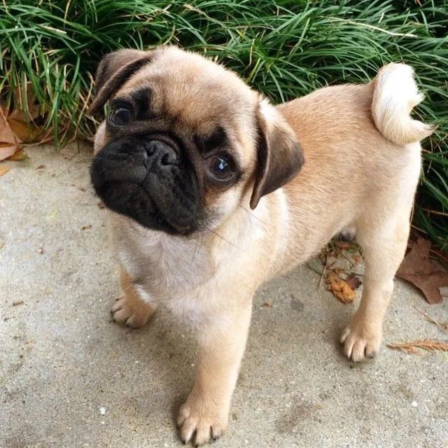 Filhote de Pug Macho e Fêmea Porte Pequeno Vacinados  - Foto 2