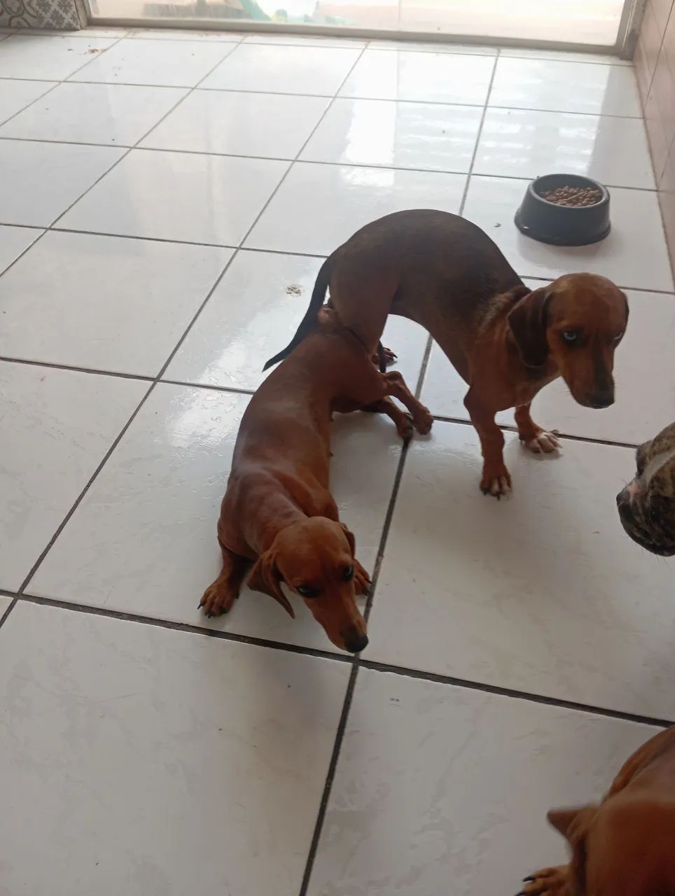 Filhotes dachshund, Cofap,Basset, salsicha  - Foto 5