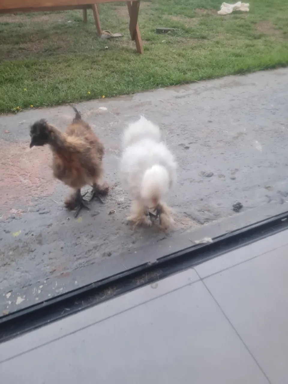 Galo da Raça Sedosa ("Silkie") com 4 meses