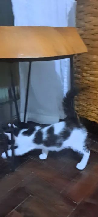 Gatinho disponível para adoção responsável - Foto 4