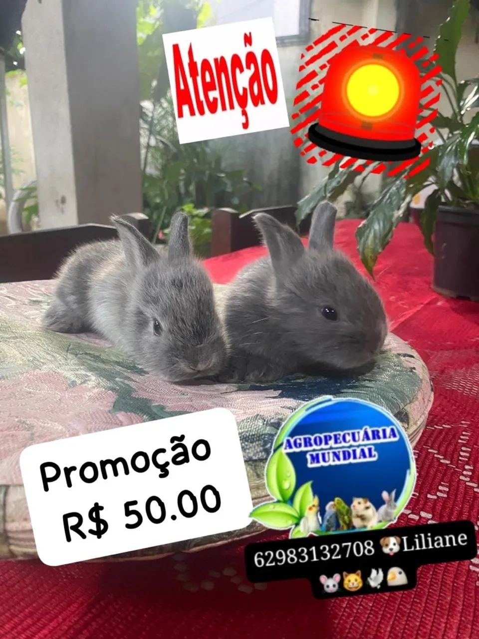 Coelhos e porquinho da índia  - Foto 2
