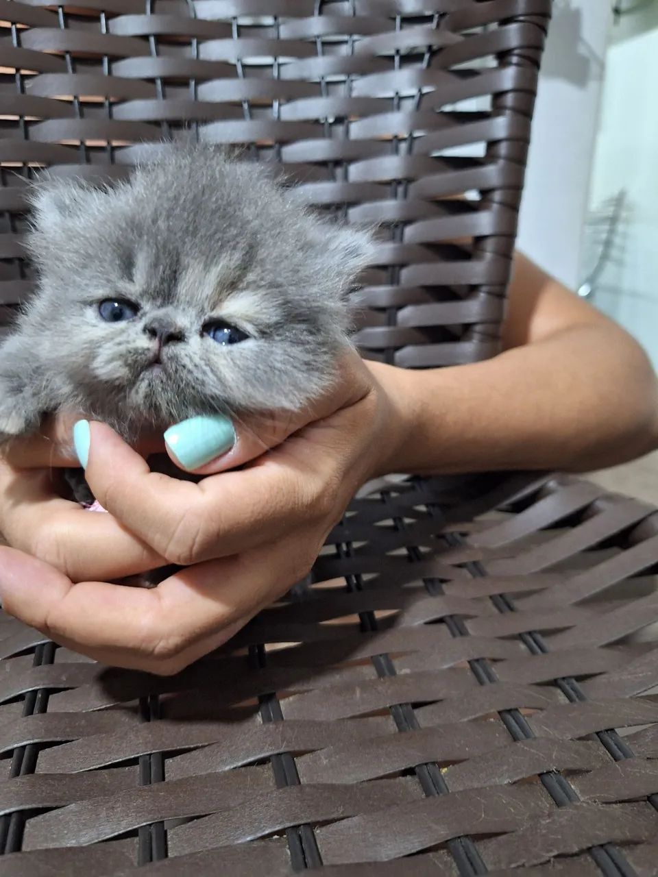 Gatinho Persa Branco - Foto 2