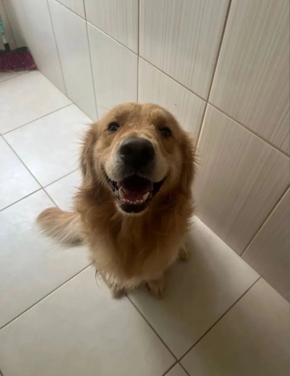 Golden Retriever - Filhote Brincalhão