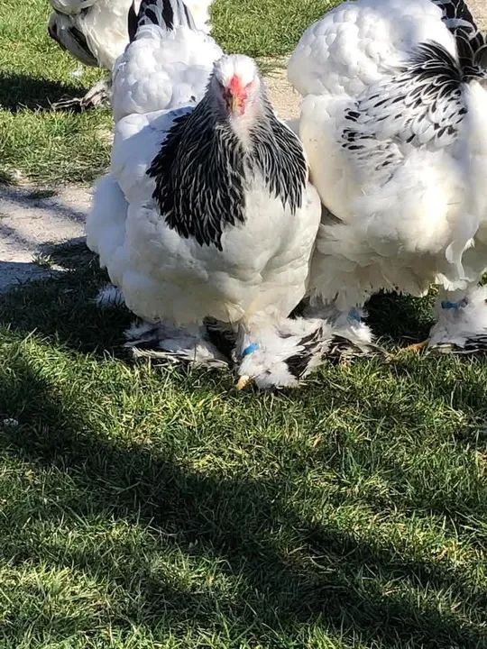 Vendo 4 frangas e 1 frango Brama ,eles tem 3 meses . - Foto 2