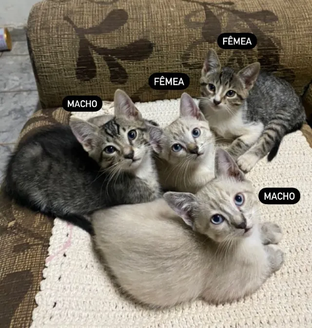 FILHOTES DE GATO PARA ADOÇÃO