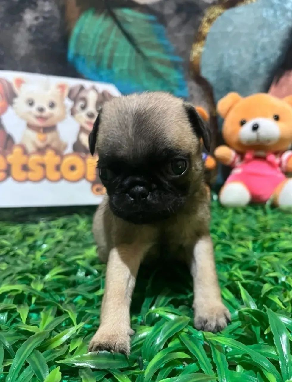 Último machinho de Pug  - Foto 4