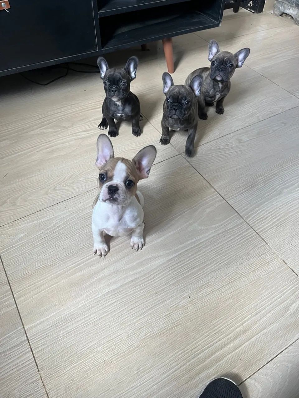 Filhotes buldogue francês  - Foto 3