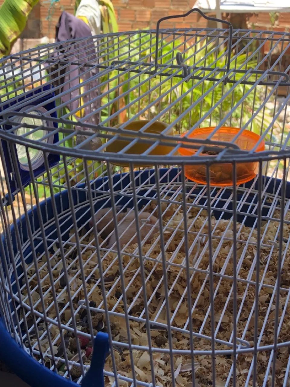 Vendo hamister macho - Foto 4