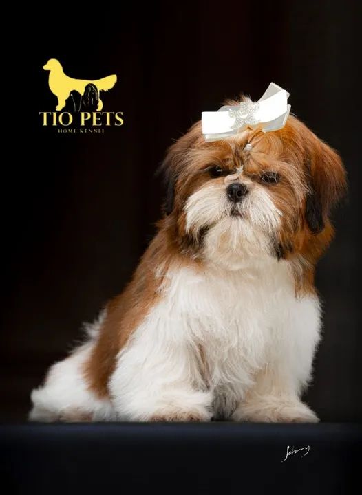 Shih Tzu Fêmea e Macho filhote