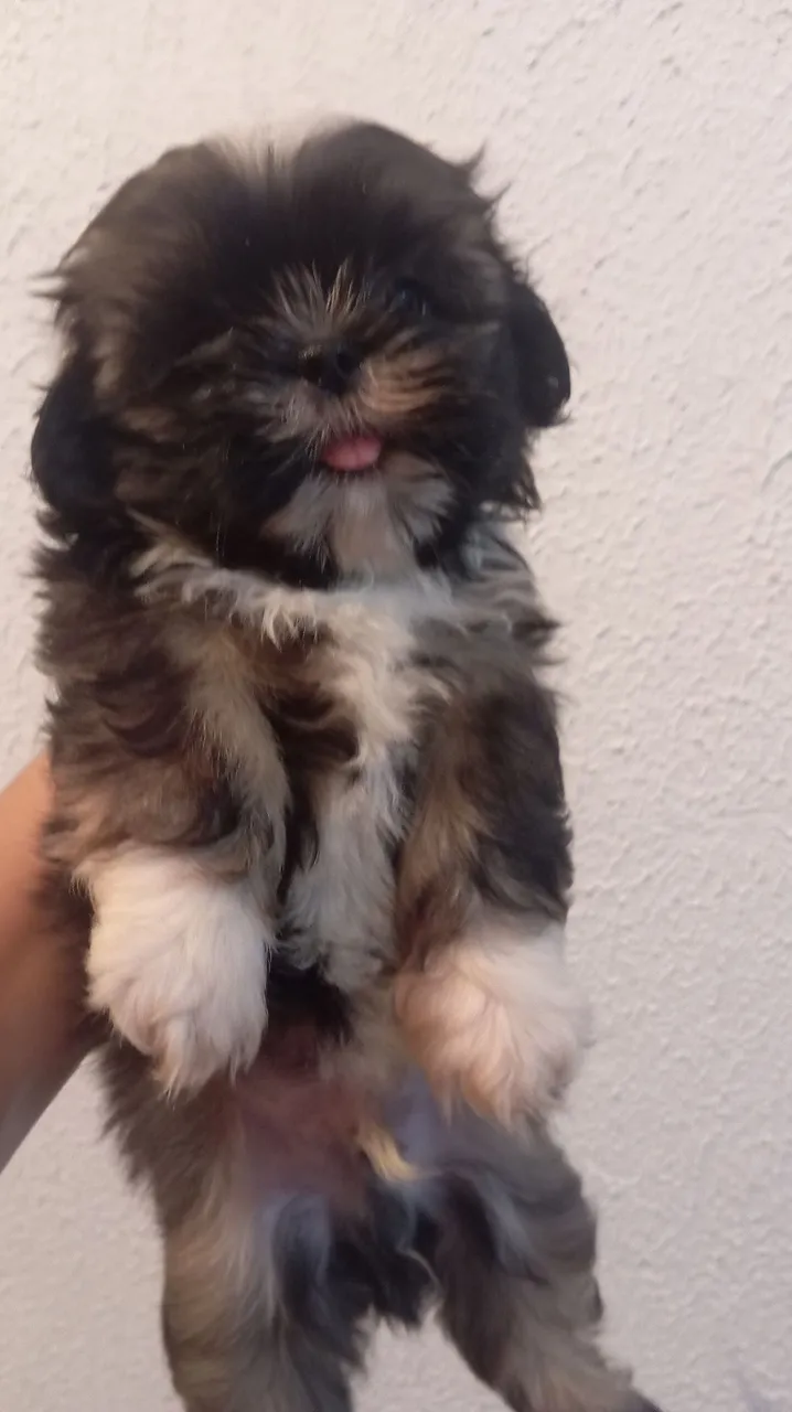 Filhote de Shih Tzu adorável e carinhoso