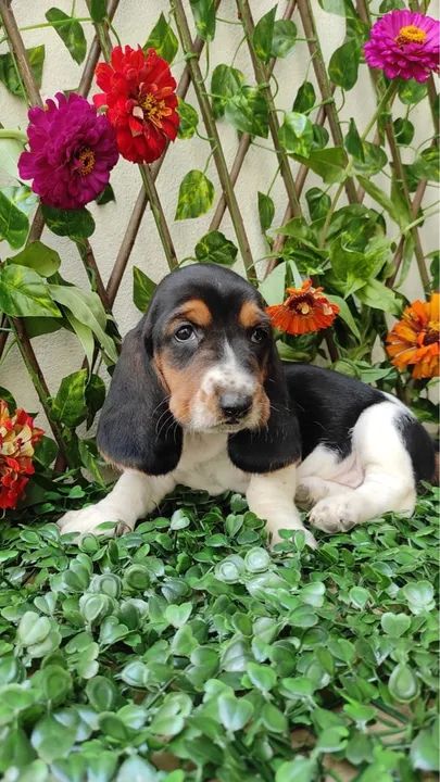 BassetHound Alto Padrão - Foto 2