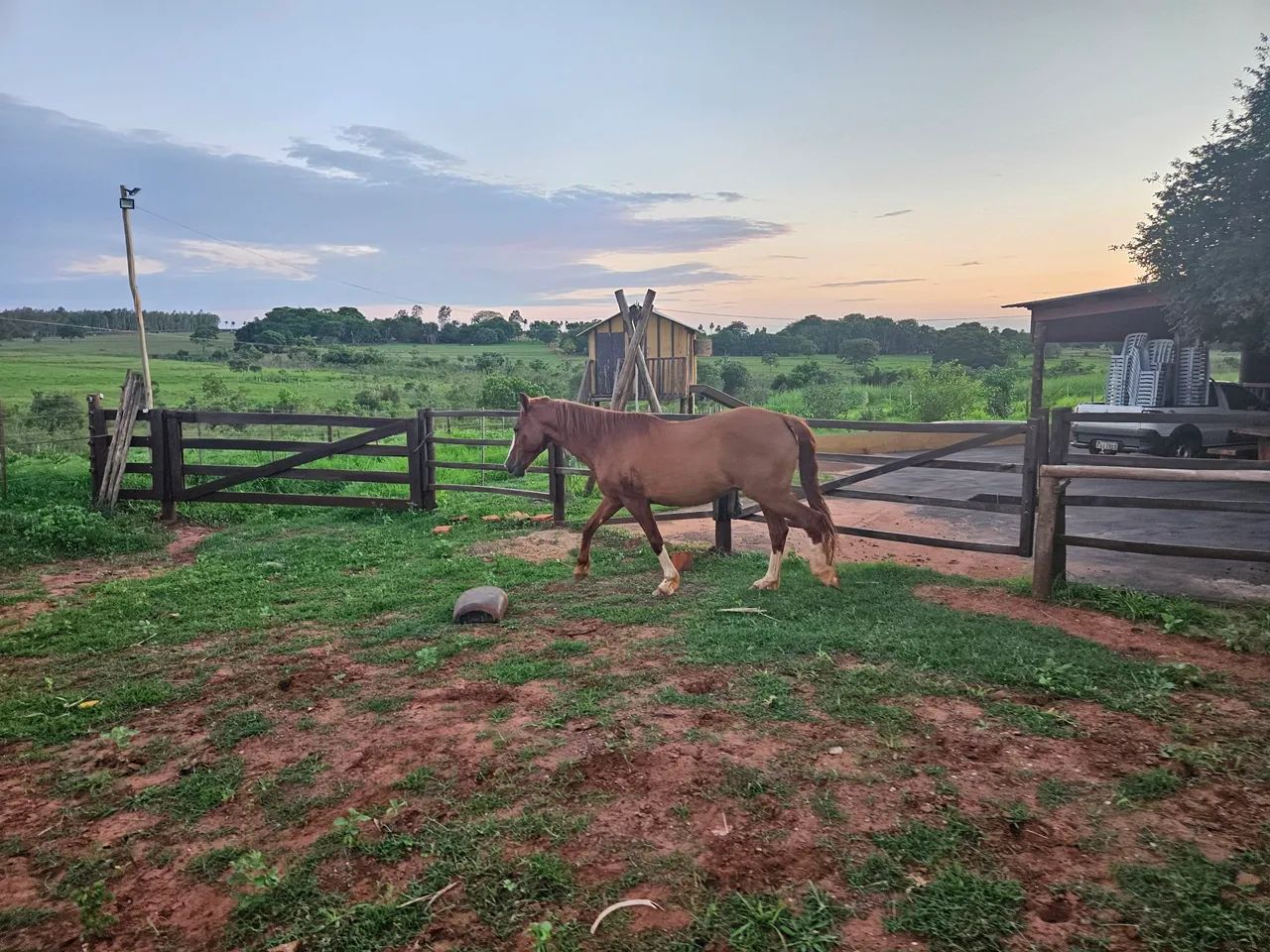 Cavalo manga larga  - Foto 5