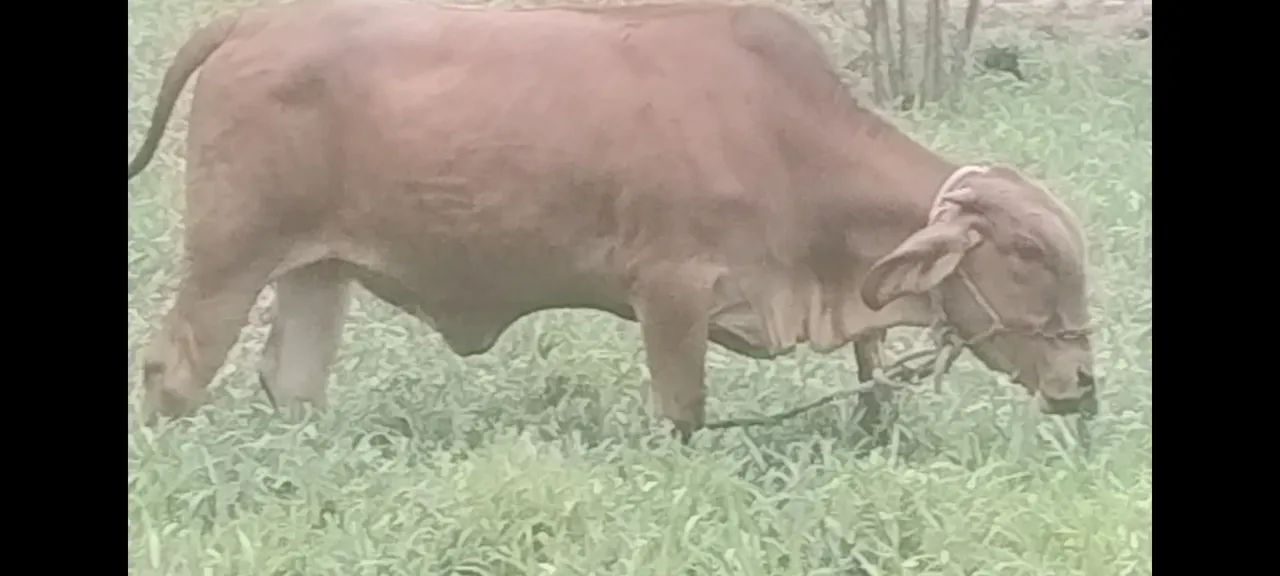 Vaca Gir Leiteiro, 2 anos, tratada na ração 