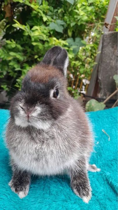 Anao netherland  - Foto 2