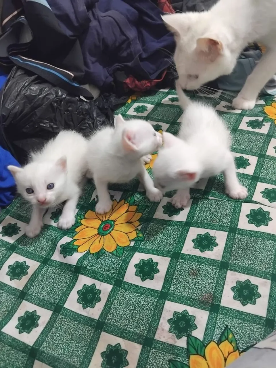 Gatinhos Brancos para Adoção - Filhotes Fofos!