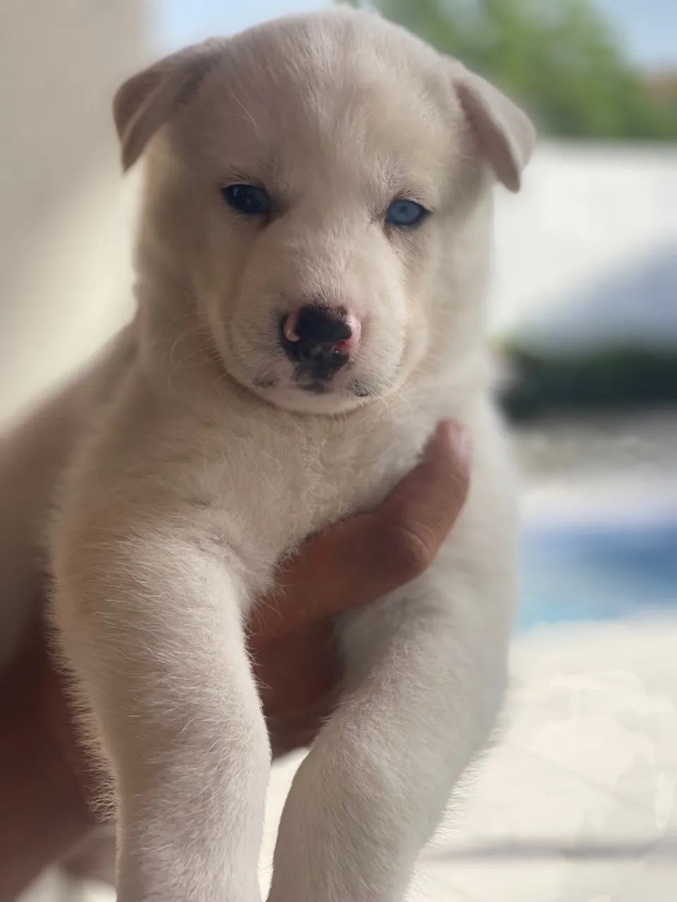 FILHOTE Husky siberiano BRANCO OLHOS AZUIS