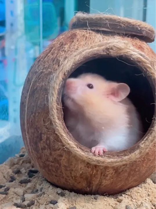 Casa de coco para hamster - Foto 2